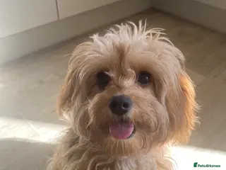 Cavapoo dogs F1 Cavapoo puppy girl is available - Advert 17