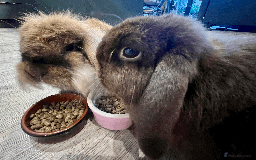 Mixed Breed rabbits for sale: 2 x Bonded Mini Lop X Lionhead Rabbits  - Image 3
