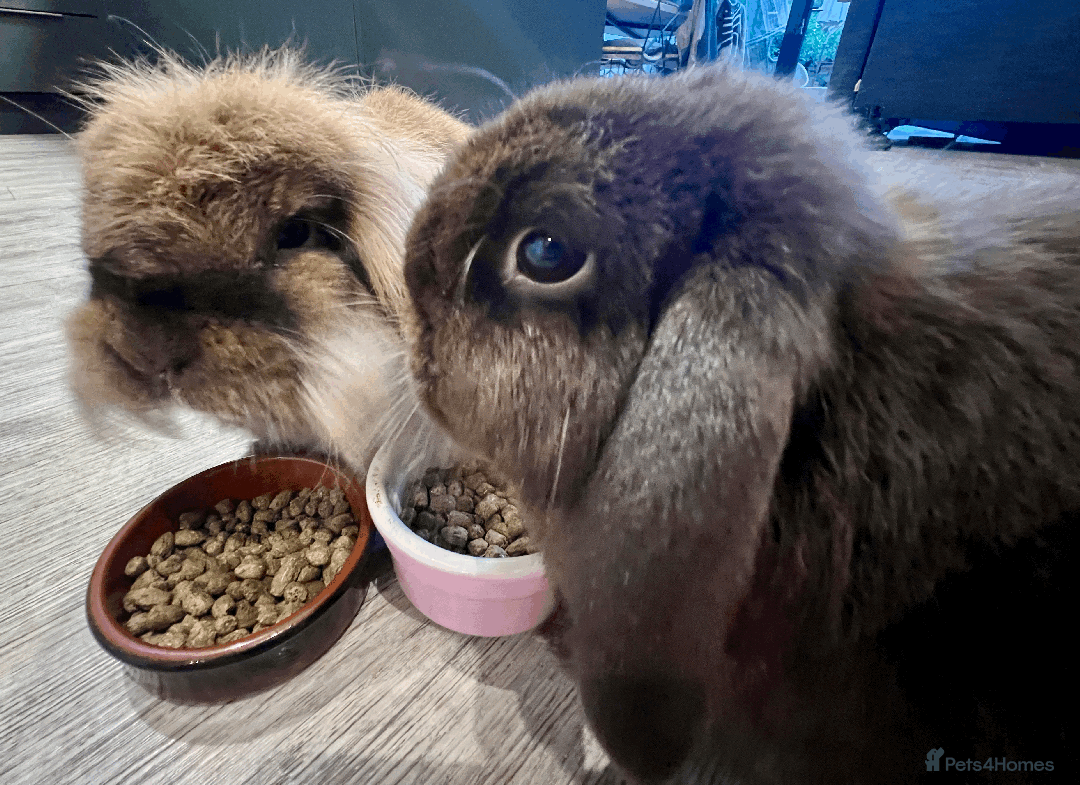 Mixed Breed rabbits for sale: 2 x Bonded Mini Lop X Lionhead Rabbits  - Image 3