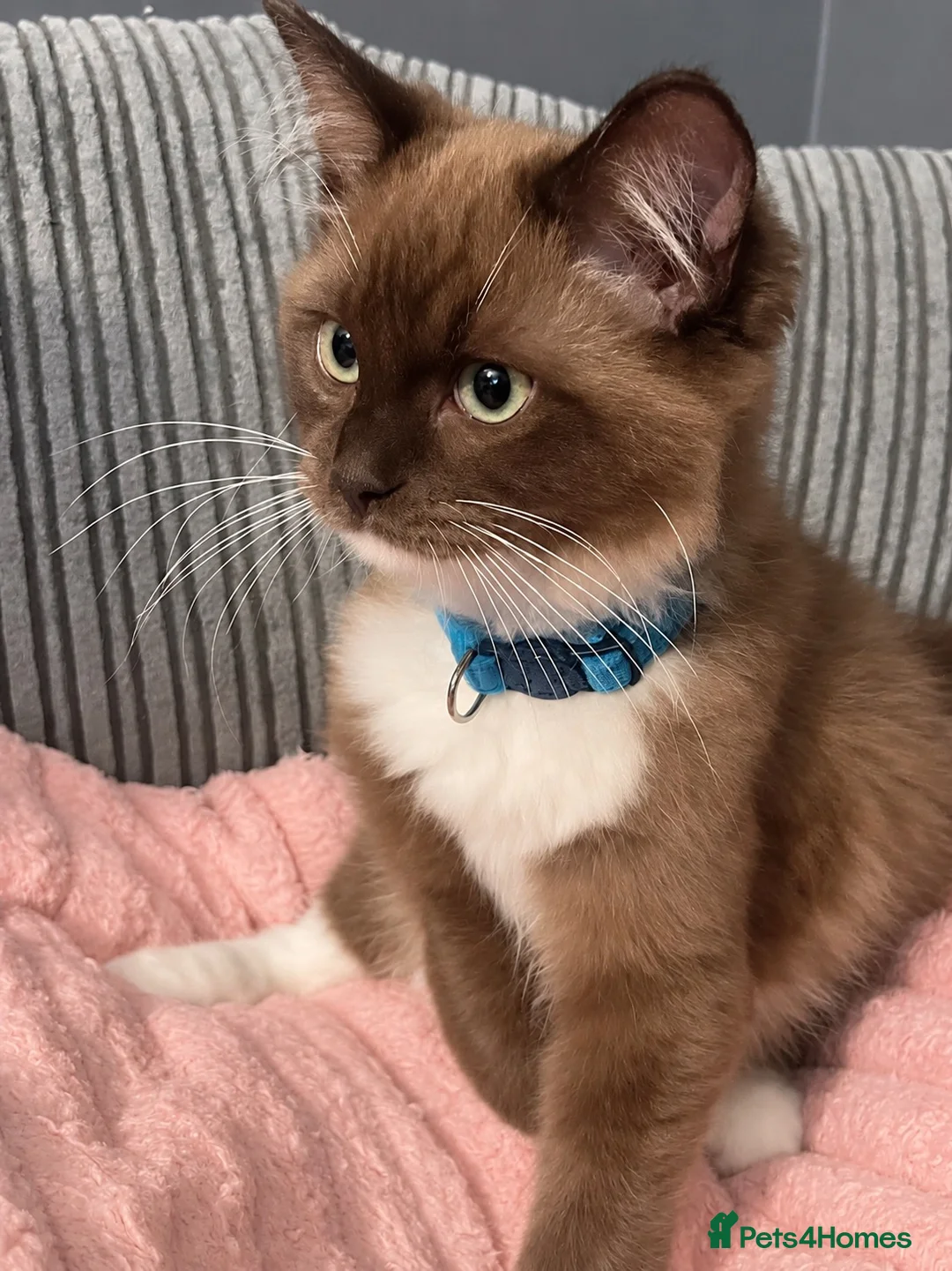 Ragdoll cats for sale: Seal mink pedigree ragdoll (Cherubim)  - Advert 2