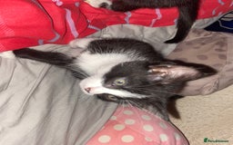 Mixed Breed cats for sale: Female kittens - Image 6