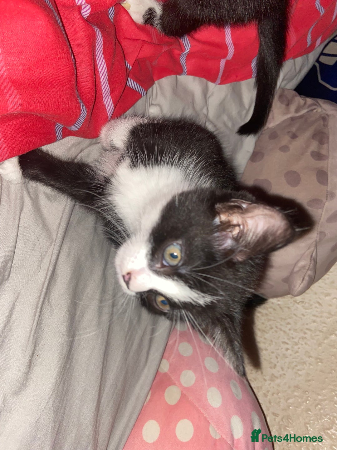 Mixed Breed cats for sale: Female kittens - Image 6