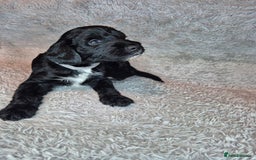 Irish Doodle dogs for sale: Toy Irish Doodle Puppies For Sale  - Image 33