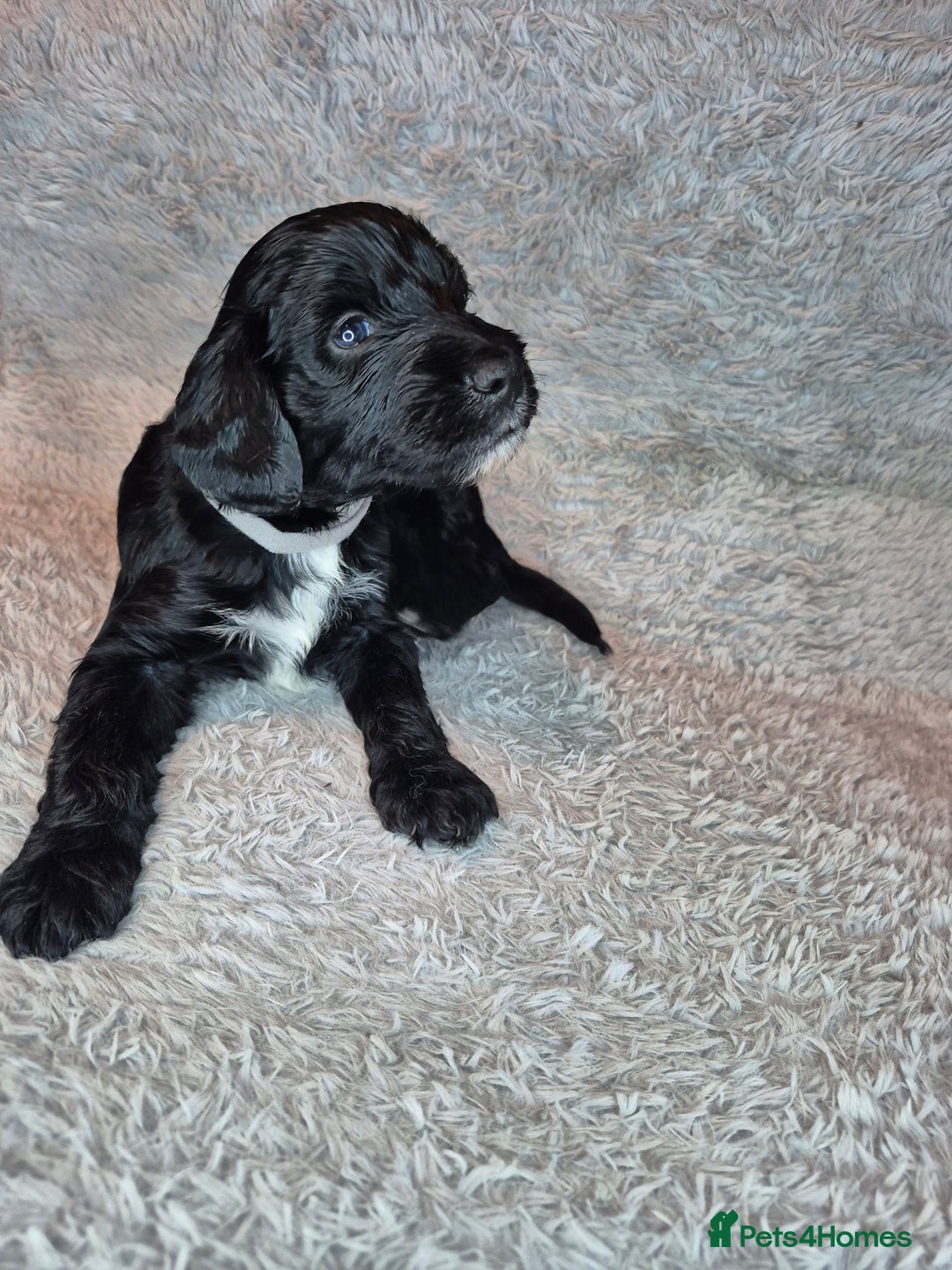 Irish Doodle dogs for sale: Toy Irish Doodle Puppies For Sale  - Image 33