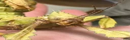 Stick Insects invertebrates for sale: Macleays Spectre (giant stick insects)  - Advert 3