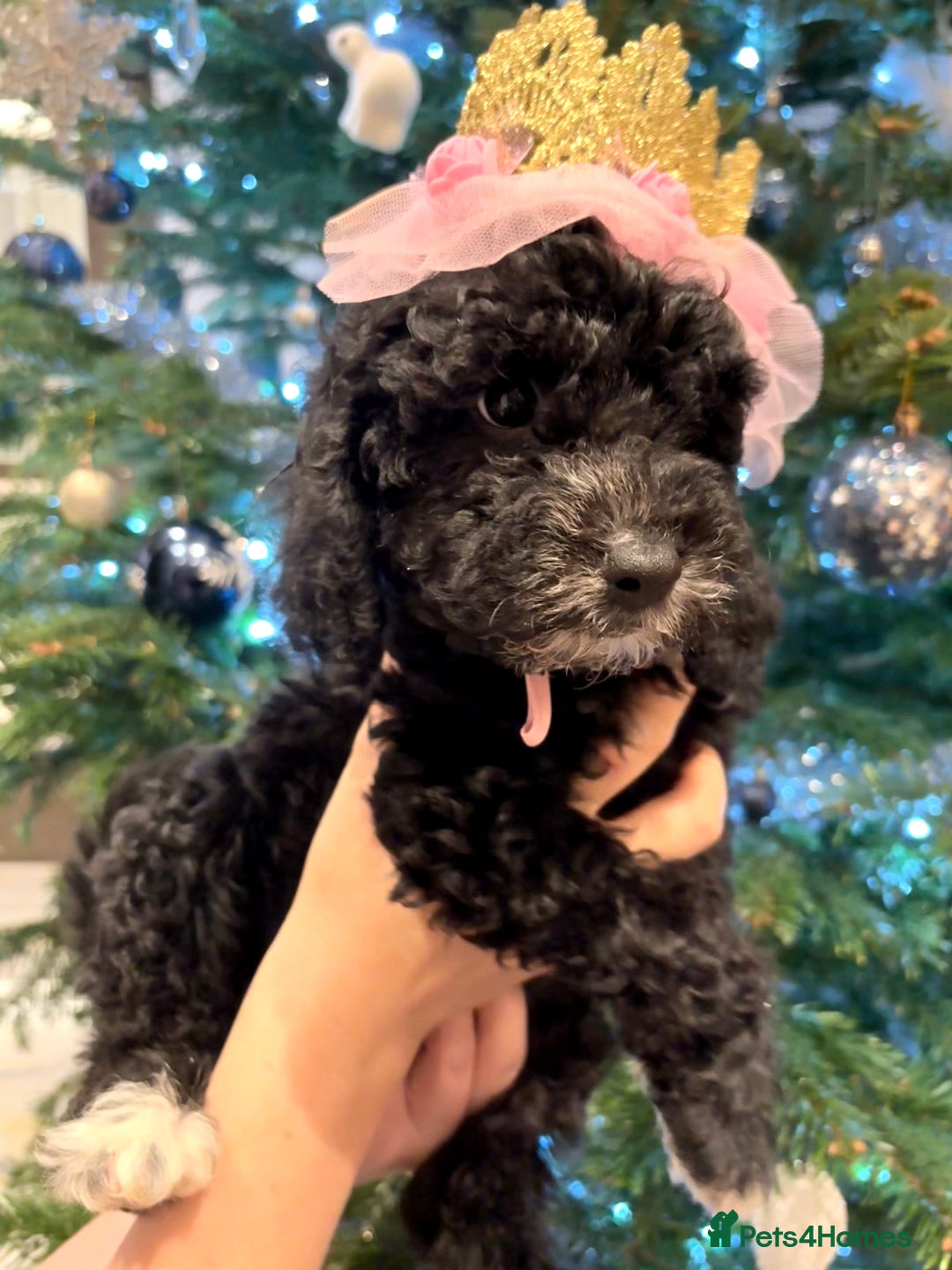 Cockapoo dogs for sale: Beautiful Cockapoo miniature (toy) black, tuxedo - Advert 9