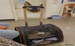 Ragdoll cats for sale: 7 ragdoll cats & kittens  - Image 29