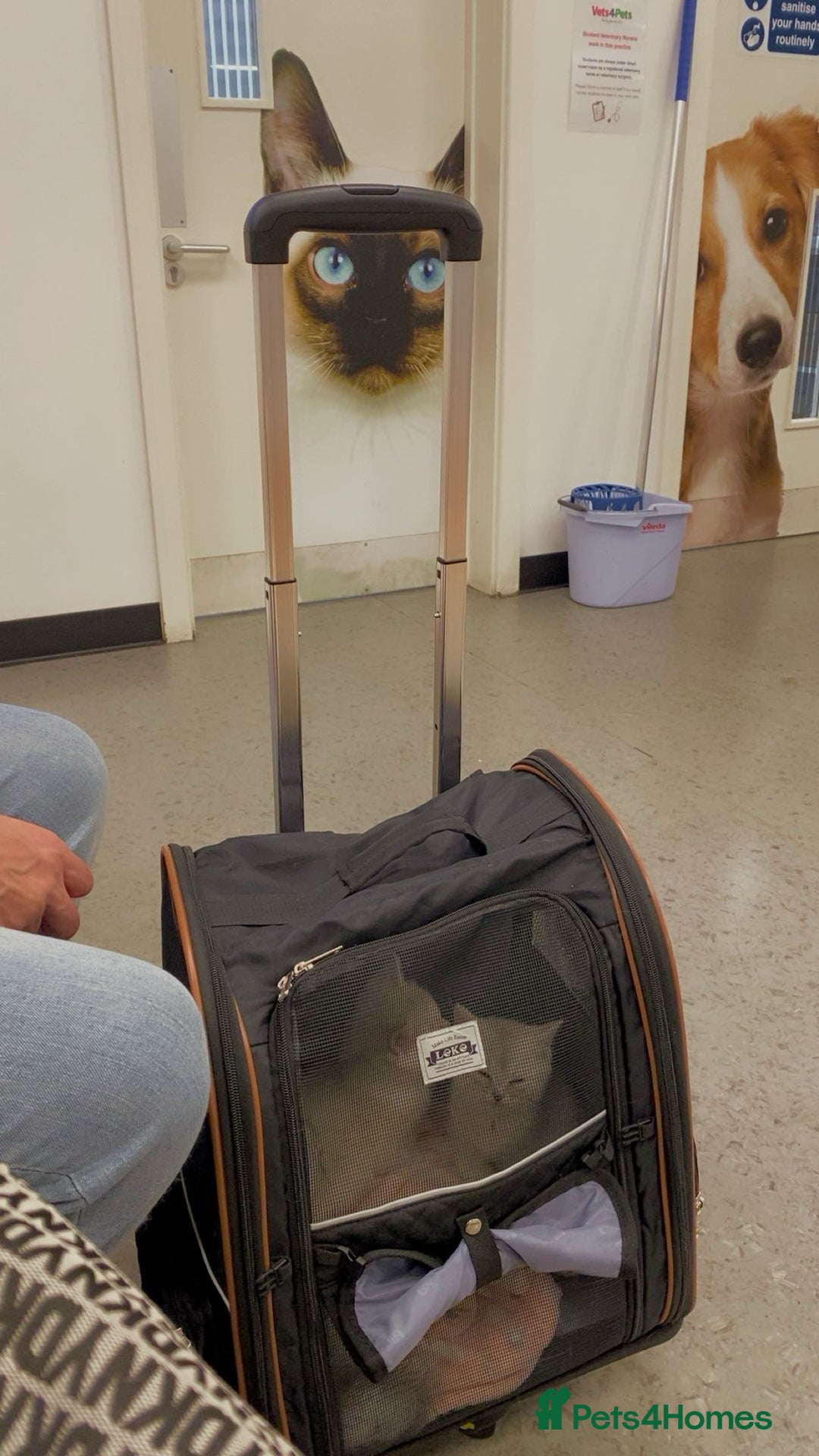 Ragdoll cats for sale: 7 ragdoll cats & kittens  - Image 29