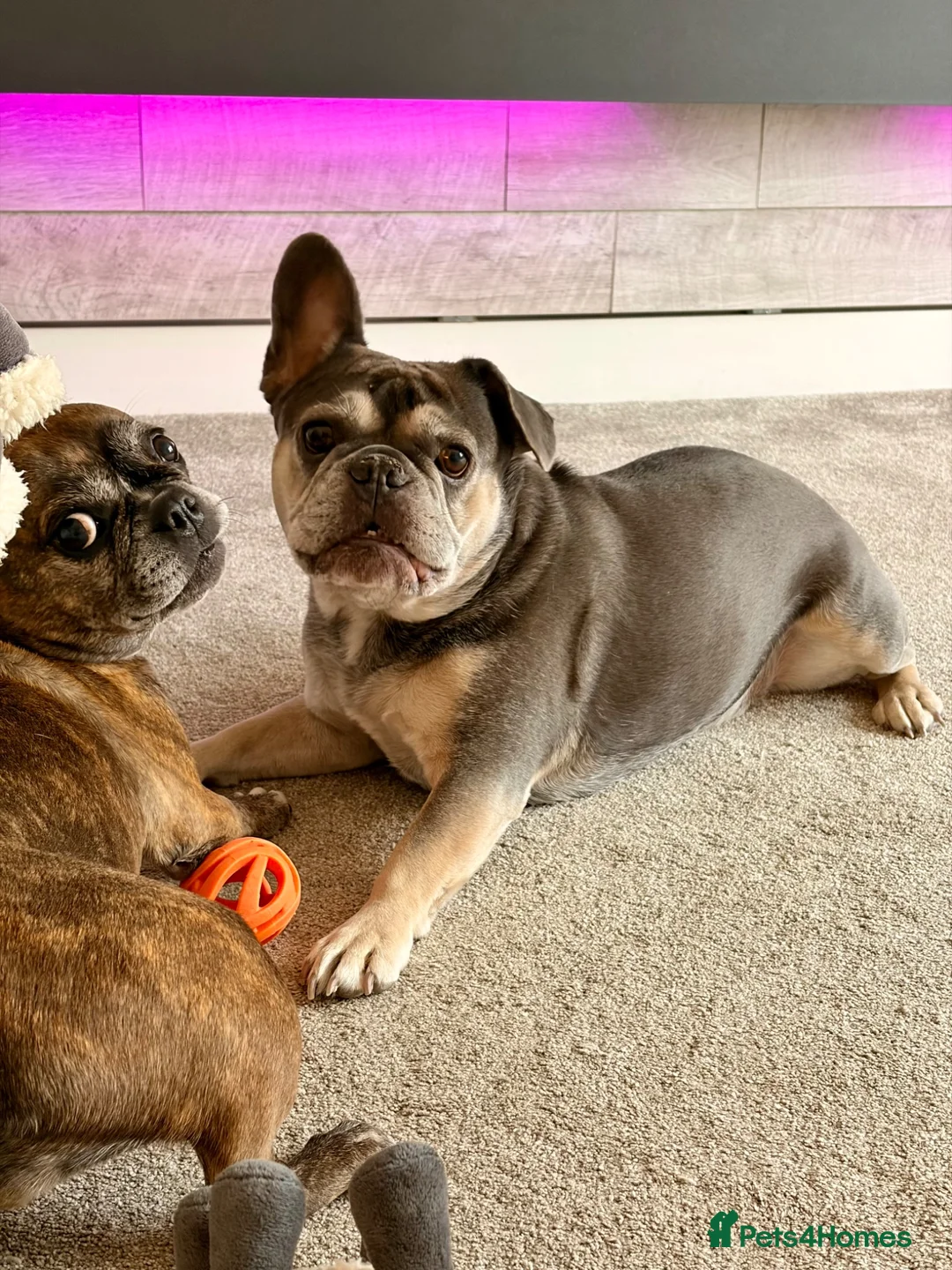 French Bulldog dogs for sale: 2 x French Bulldogs (Boy 7 & Girl 10) - Advert 2