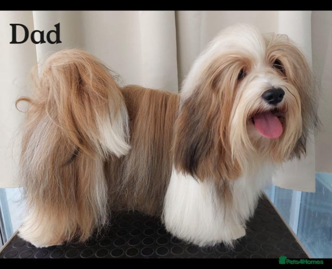 Havanese dogs for sale: Purebred KC Havanese puppies COI 0,2% - Image 3