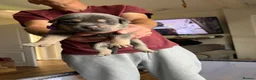 Mixed Breed dogs for sale: American bully x Gsd puppies  in Ripley - Advert 7
