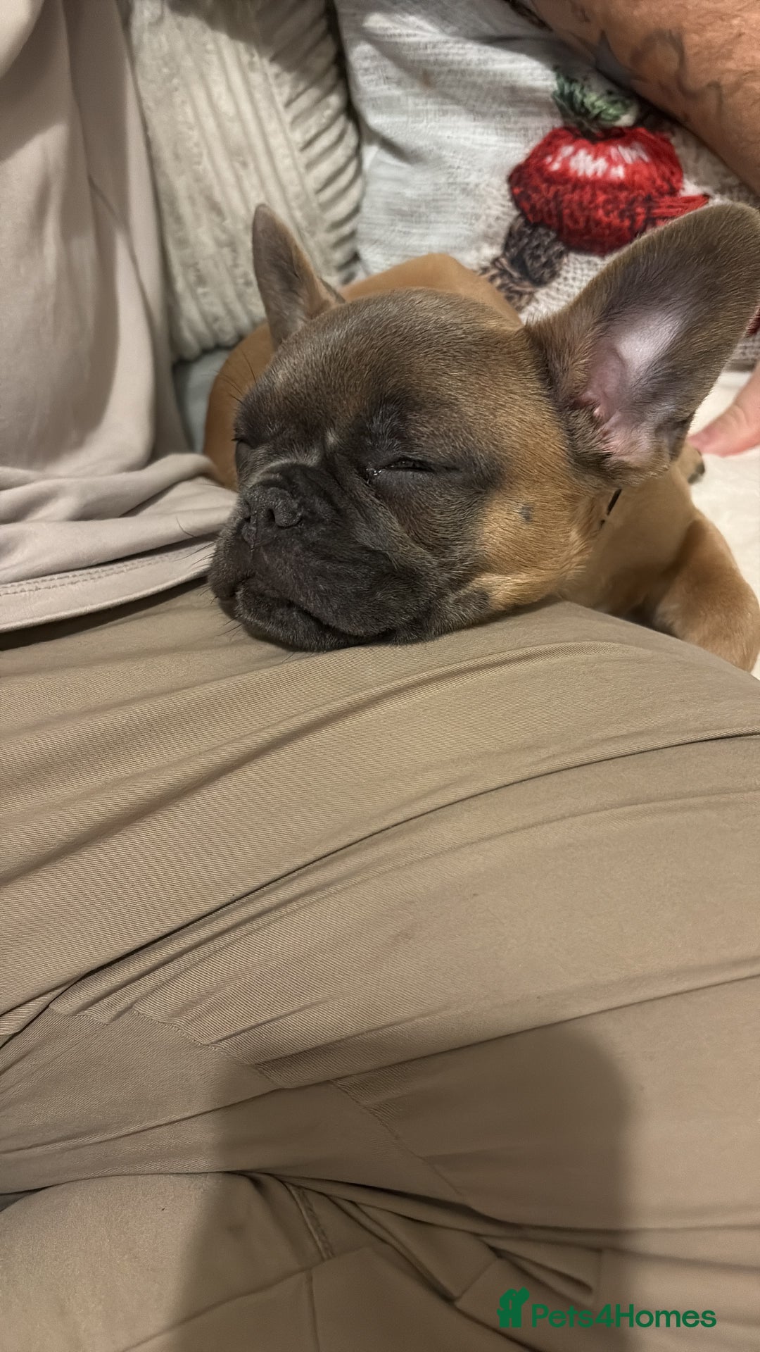 French Bulldog dogs for sale: Rehoming* French Bulldog  - Advert 2