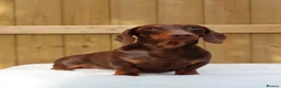 Miniature Dachshund dogs for sale: KC REG Miniature Smooth Short Haired Dachshunds - Advert 4