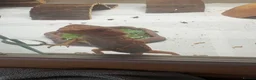 Bearded Dragon reptiles for sale: 8 week old hypo  - Advert 2