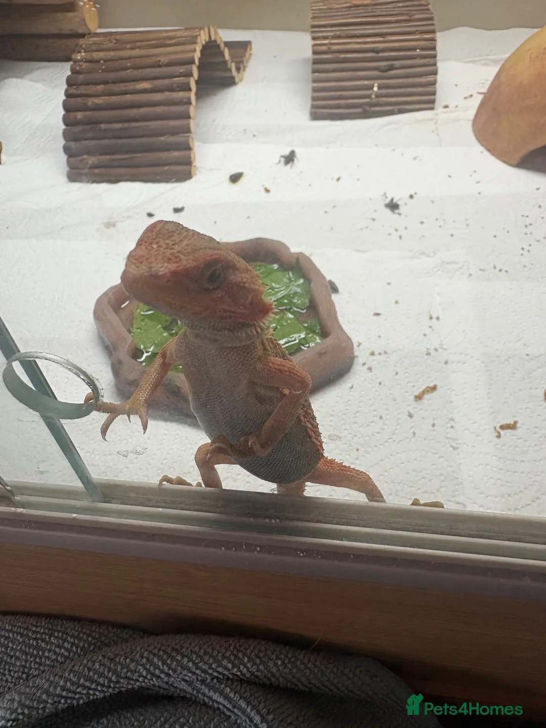 Bearded Dragon reptiles for sale: 8 week old hypo  - Advert 2