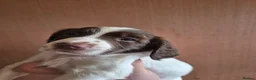 English Springer Spaniel dogs for sale: ​Working Springer Spaniel Bitches – Ready Soon!  - Advert 4