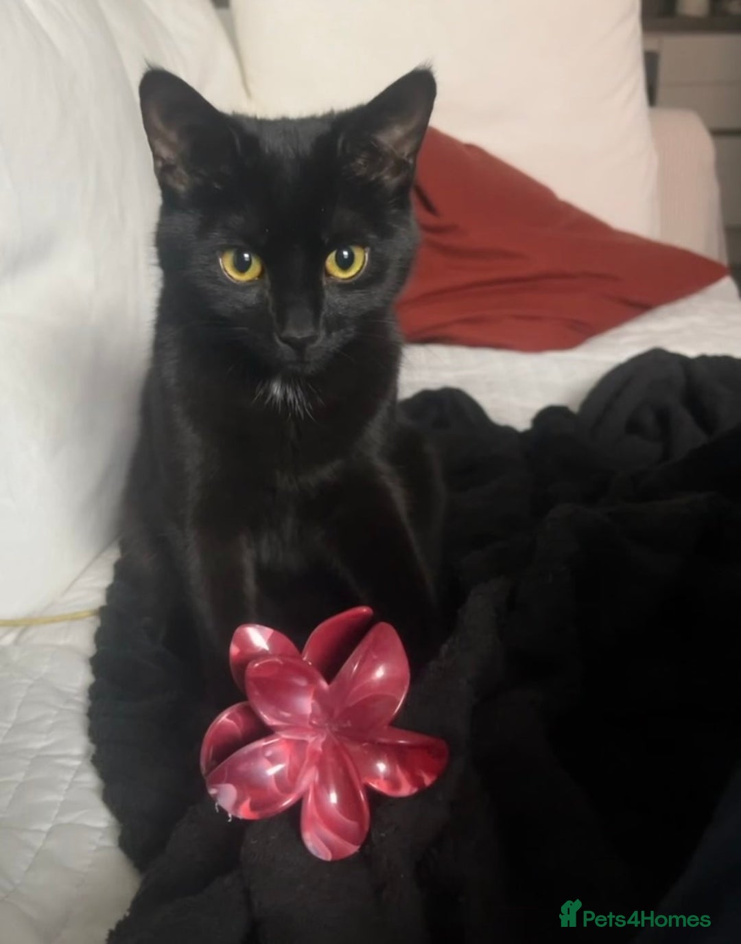 British Shorthair cats for sale: Lovely little kitten looking for a new home - Advert 5