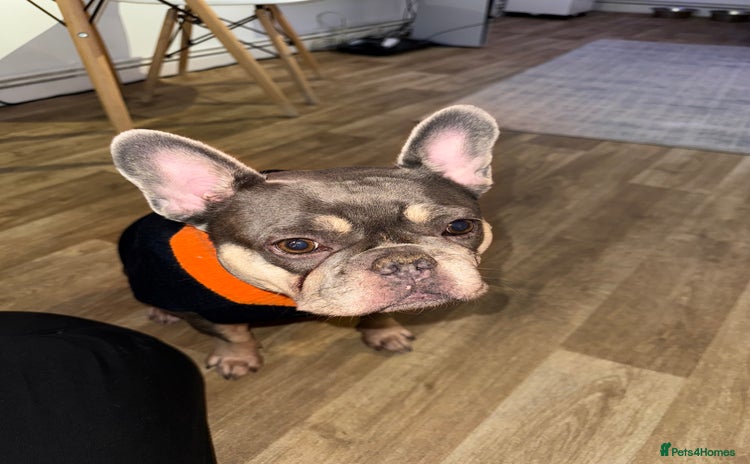 French Bulldog dogs - Advert 13