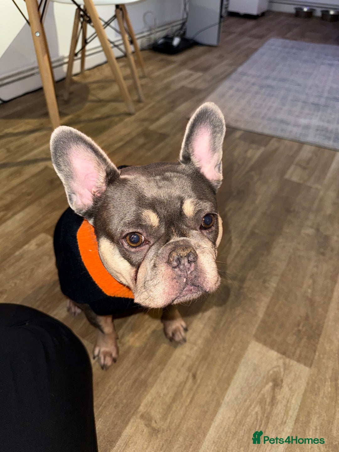 French Bulldog dogs for sale: 6 year old frenchie for sale  - Image 1