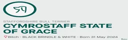Staffordshire Bull Terrier dogs for sale: Kc reg Quality traditional sbt puppies - Advert 11