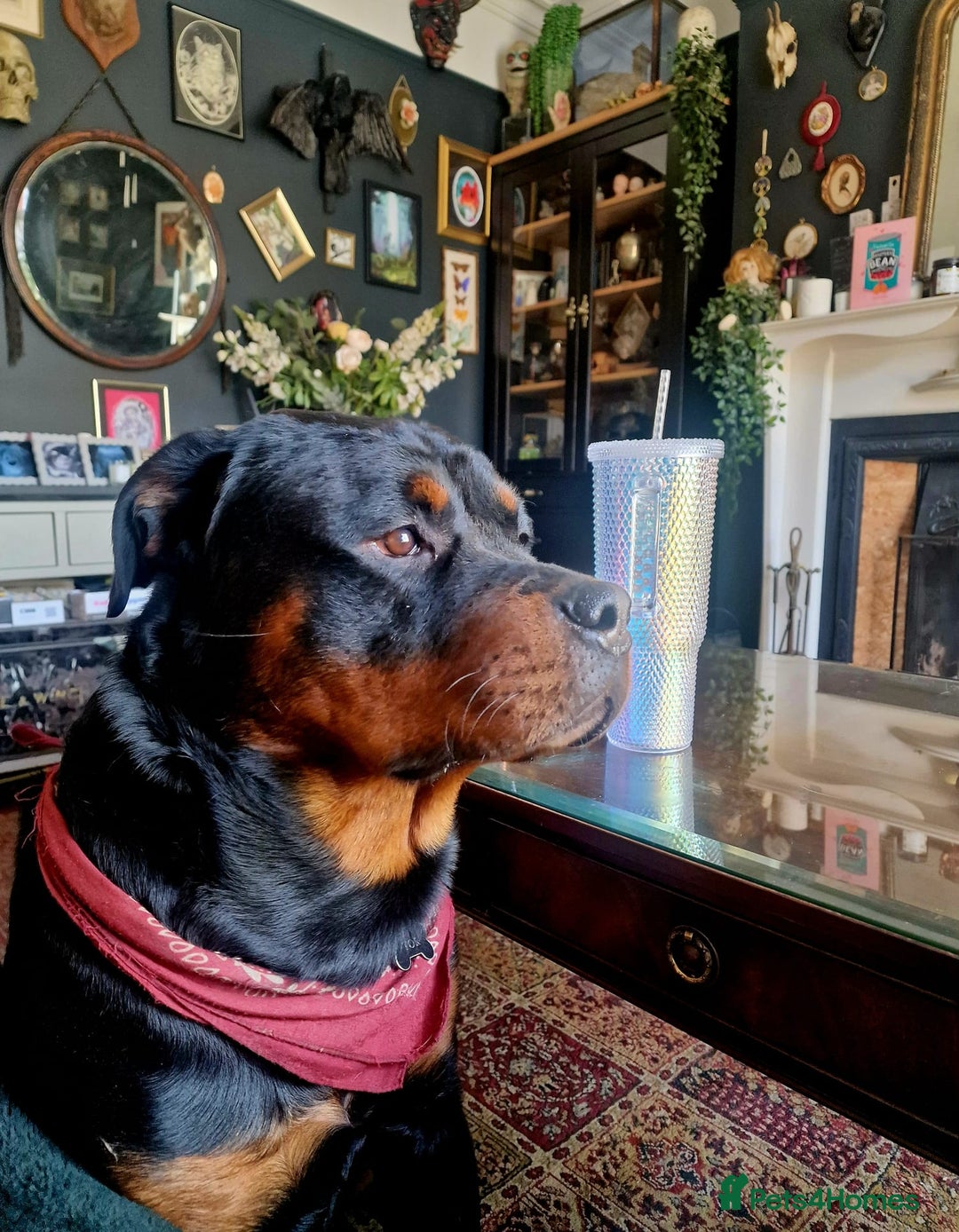 Rottweiler dogs for sale: 3 year old male Rottweiler  - Image 12