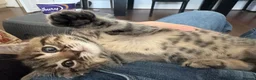 Domestic Shorthair cats for sale: 1 month old short hair kittens  in London - Advert 13