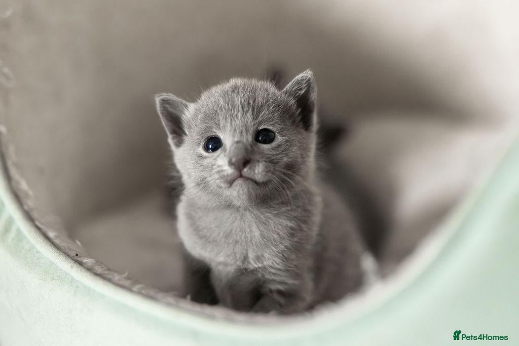 Russian Blue cats for sale: Pedigree TICA reg. Russian Blue Kittens  - Advert 1