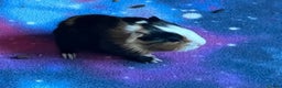 Guinea Pig rodents for sale: Two beautiful tricolour boars ready for a new home - Advert 4