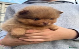 Pomeranian dogs for sale: Exotic color, mini Pomeranians  - Image 34