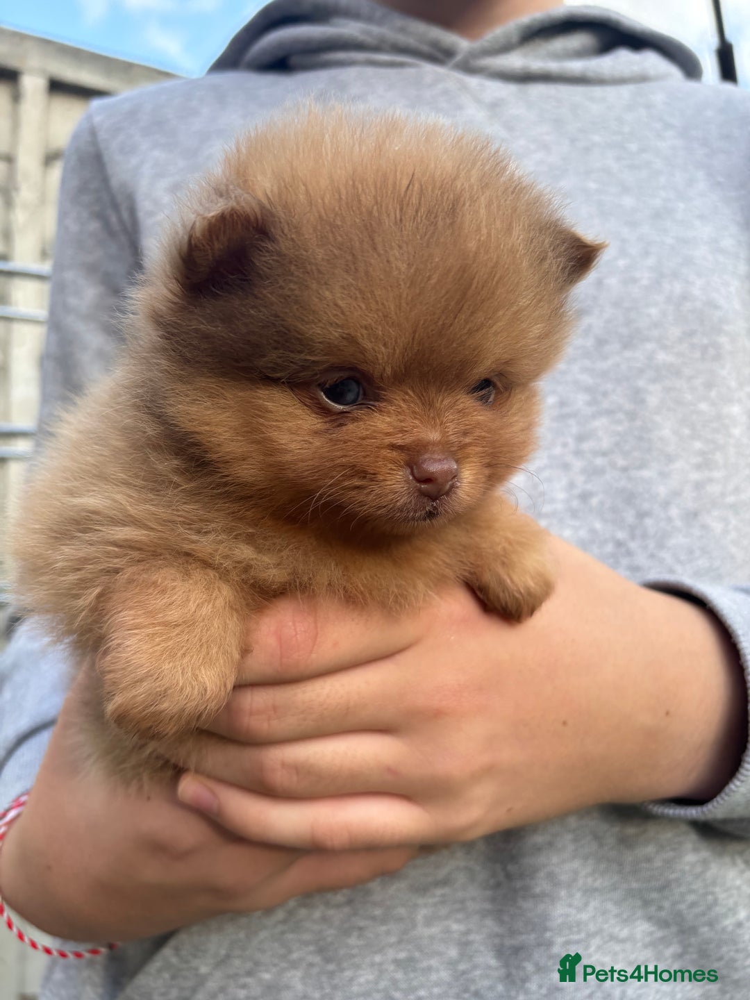 Pomeranian dogs for sale: Exotic color, mini Pomeranians  - Image 34