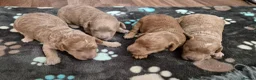 Cockapoo dogs for sale: Cockapoo puppies F1bb - Advert 13