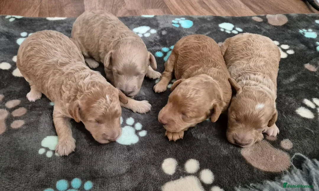 Cockapoo dogs for sale: Cockapoo puppies F1bb - Advert 13