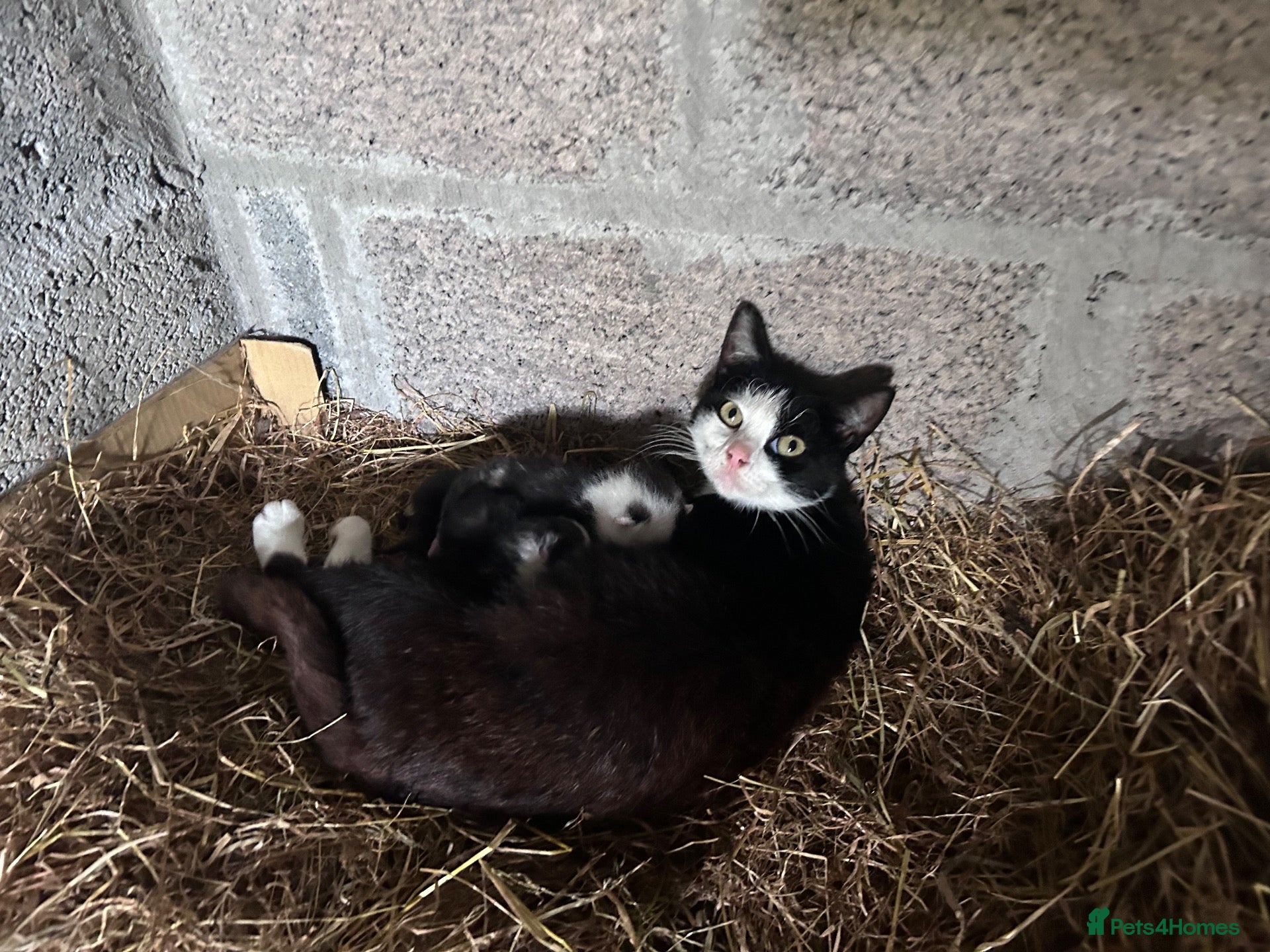 Domestic Shorthair cats Kittens - Newborn black and white - Advert 9