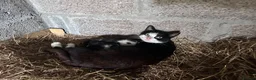 Domestic Shorthair cats for sale: Kittens - Newborn black and white - Advert 1
