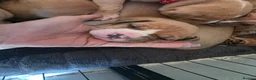 Mixed Breed dogs for sale: Puppies for sale  - Advert 7