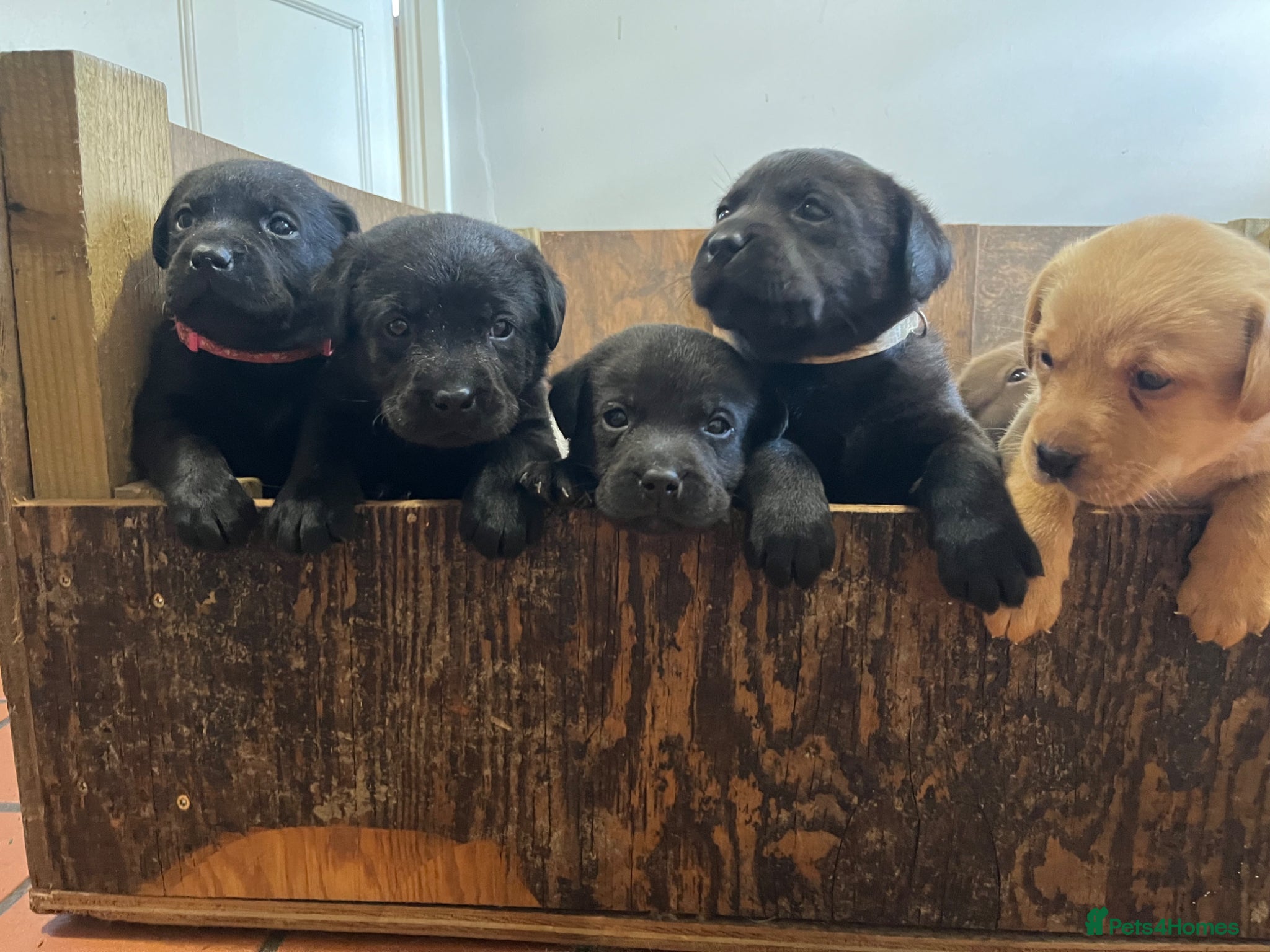 Labrador Retriever dogs for sale: Pedigree Labrador Pups  - Advert 6