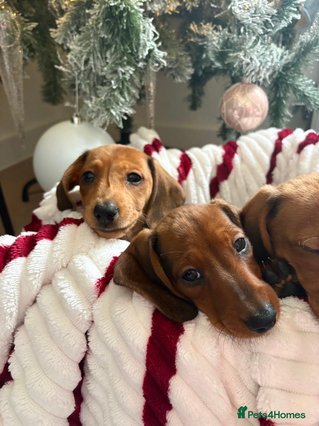 Dachshund dogs for sale: Beautiful dachshunds ready to leave now - Advert 10