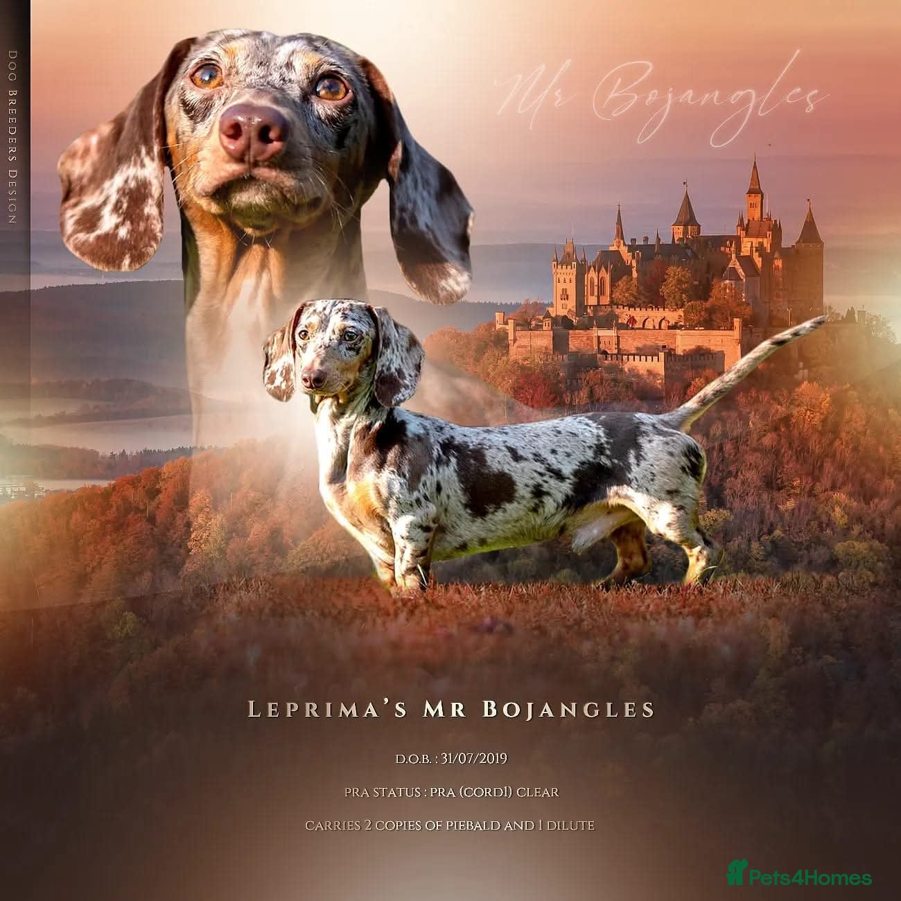 Miniature Dachshund dogs for stud: Mr Bogangles  - Advert 1