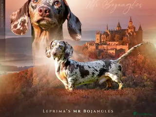 Miniature Dachshund dogs for stud: Mr Bogangles - Advert 1
