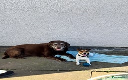 Jack Russell dogs for sale: 2yr old JRT **PLEASE read description** - Image 20