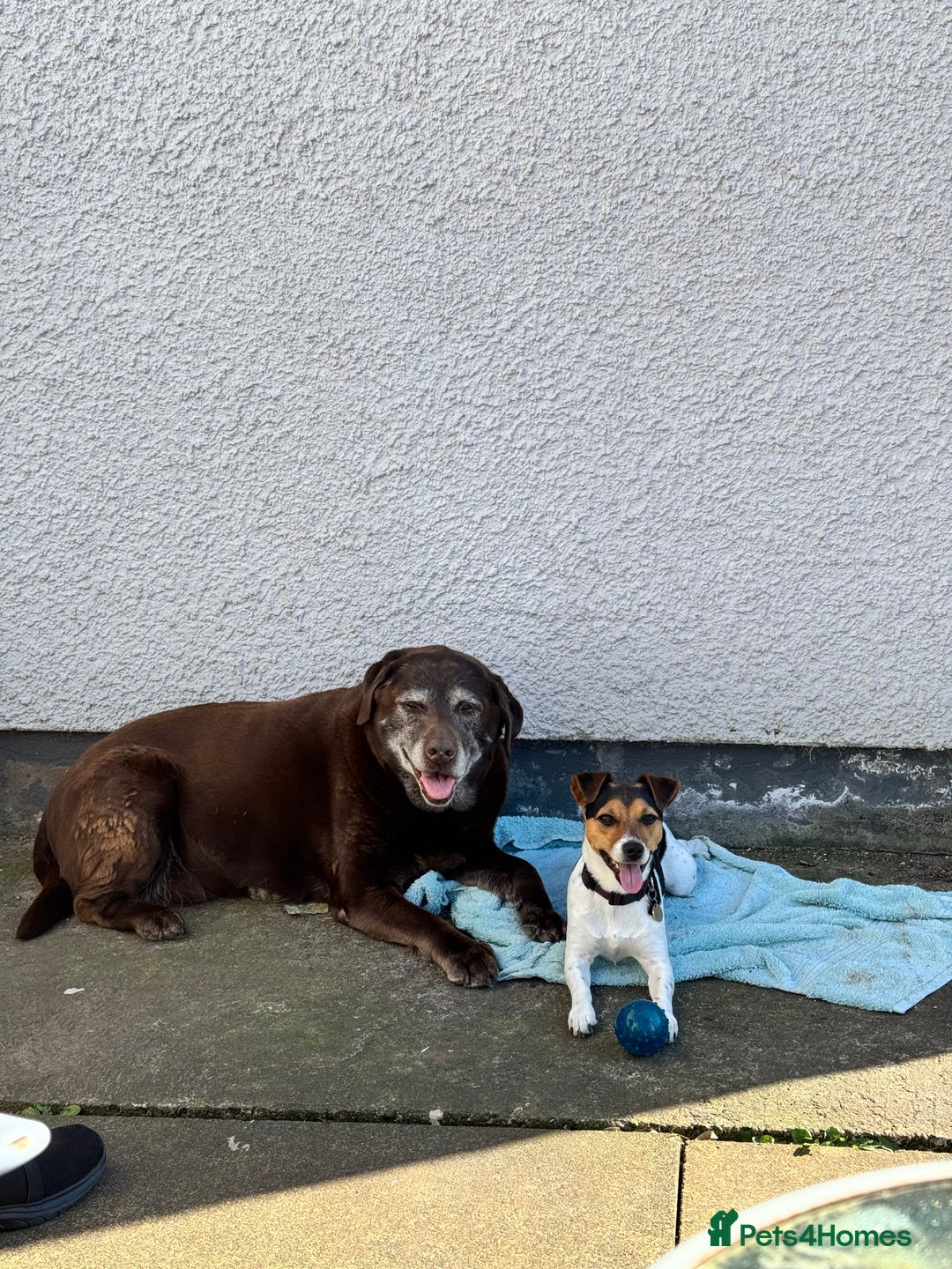 Jack Russell dogs for sale: 2yr old JRT **PLEASE read description** - Image 20