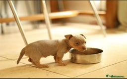 Jack Russell dogs for sale: Beautiful Jack Russell Puppy for sale - Advert 5