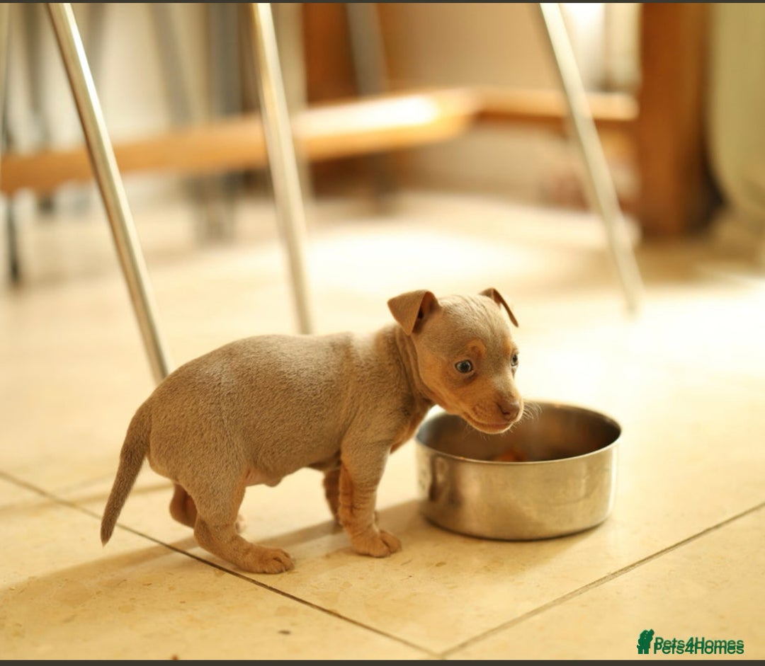 Jack Russell dogs for sale: Beautiful Jack Russell Puppy for sale - Advert 5