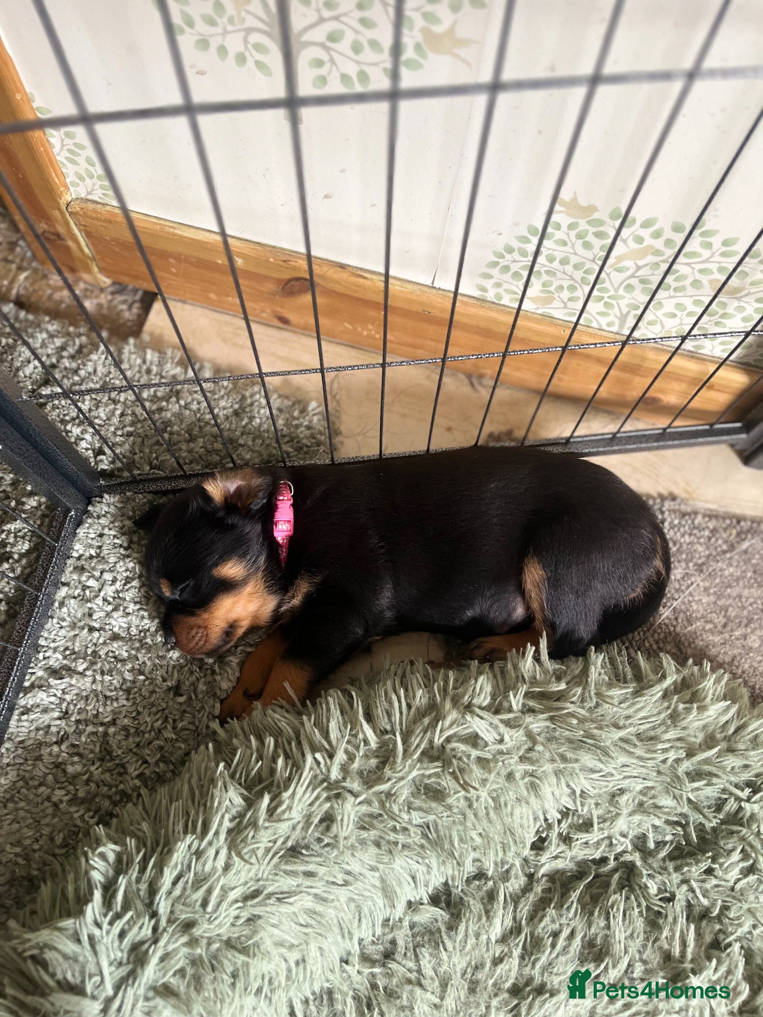 Rottweiler dogs KC registered Rottweiler puppies for sale  - Advert 17