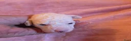 Toy Poodle dogs for sale: 🐩 Gorgeous Toy Poodle pups 🐩  - Advert 13