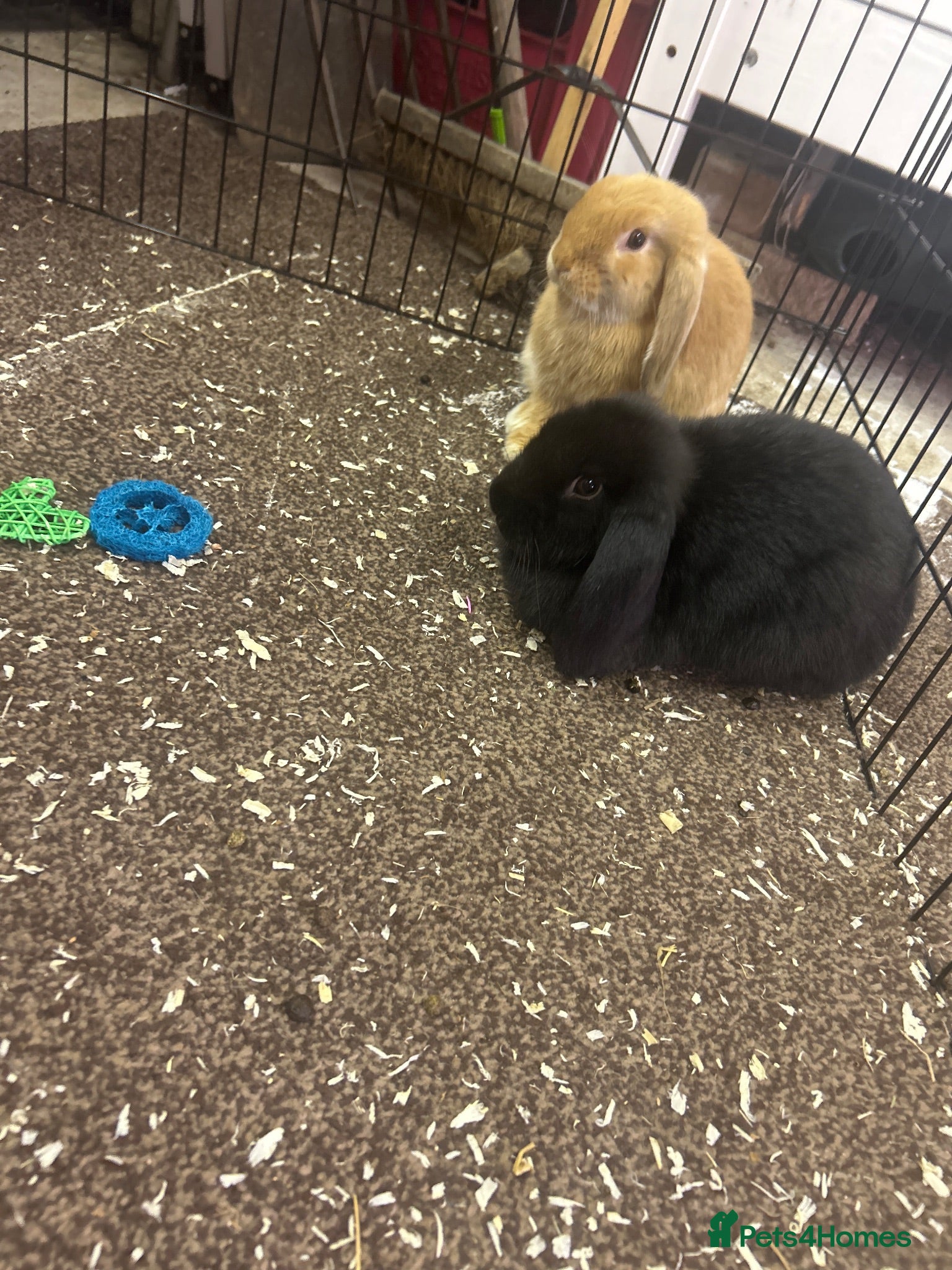 Mini Lop rabbits 2 mini lops for sale  - Advert 2
