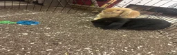 Mini Lop rabbits for sale: 2 mini lops for sale  - Advert 1