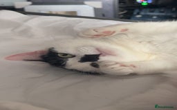 Mixed Breed cats for sale: FREE TO A GOOD HOME  - Image 6