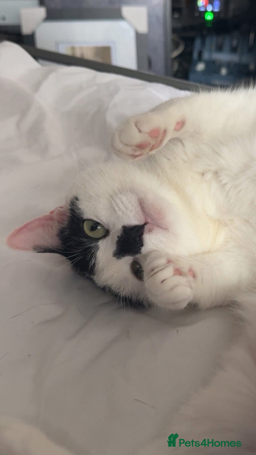 Mixed Breed cats for sale: FREE TO A GOOD HOME  - Image 6