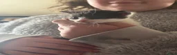 Mixed Breed cats for sale: Munchkin x kittens  - Advert 9